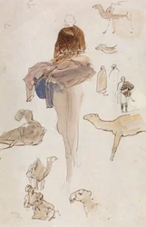 Studien von Kamelen
